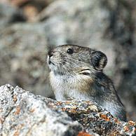 Pika / Fluithaas (Ochotona princeps), Denali NP, Alaska, USA
<BR><BR>Zie ook www.arterra.be</P>